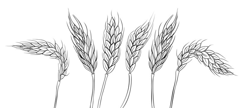 Hand drawn wheat ears isolated on white background. Vector illustration.