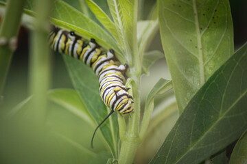 caterpillar on a leaf