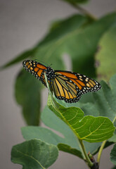 butterfly on flower