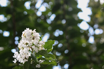 white cherry blossom