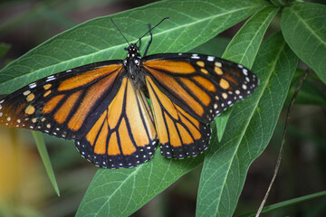 butterfly on a flower
