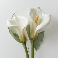 Obraz premium Twee witte calla aronskelk bloemen tegen een witte achtergrond