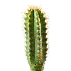 Naklejka premium Close-up of a cactus stem, vibrant green with pale yellow spines