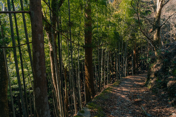 Obraz premium A path through the forest on Shikoku Island, Japan