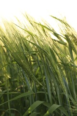 Many wheat spikes growing in field outdoors, closeup