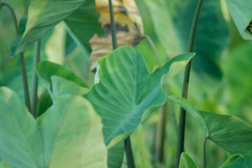 Green Leaf of tropical Giant taro leaf texture	
