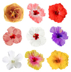 Plakat Different hibiscus flowers isolated on white, set