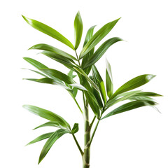 Close-up of a vibrant, lush houseplant.  Bright green leaves, sharply defined, form a cluster emanating from a central stem.  Isolated against a black background