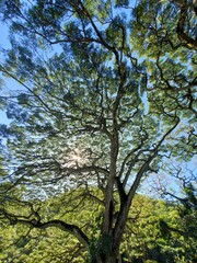 Fototapeta premium Sunlight through Green Tree Branches with Sky