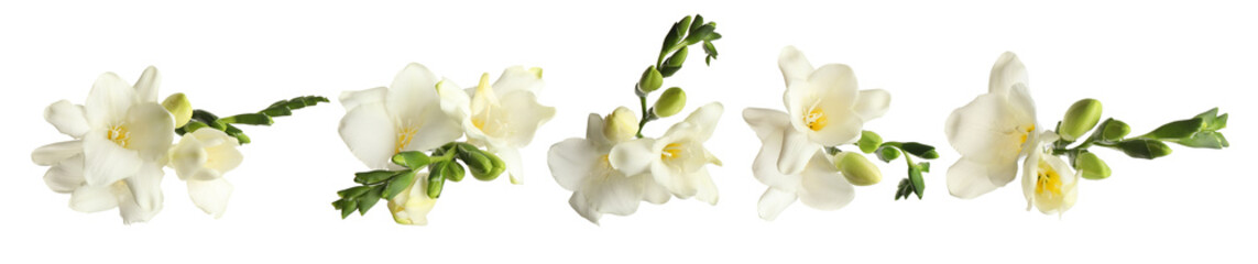 Set of beautiful freesia flowers isolated on white