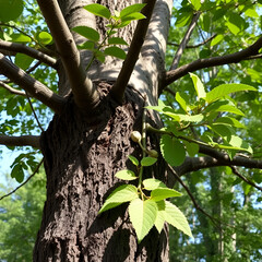 Fototapeta premium The grafted to a tree
