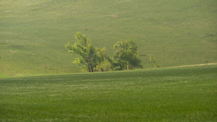 Lush green landscape featuring a cluster of trees in the distance, surrounded by expansive grassy fields under a clear sky, evoking a sense of tranquility and natural beauty