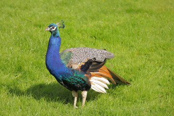 Obraz premium Majestic Close-Up of a Vibrant Indian Peacock with Iridescent Blue-Green Feathers in Sunlight – Exotic Bird in Nature with Green Grass Background – Symbol of Beauty, Royalty, and Grace