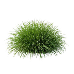 Lush verdant grass clump on transparent backdrop for design elements, ideal for renderings