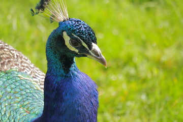 Obraz premium Majestic Close-Up of a Vibrant Indian Peacock with Iridescent Blue-Green Feathers in Sunlight – Exotic Bird in Nature with Green Grass Background – Symbol of Beauty, Royalty, and Grace