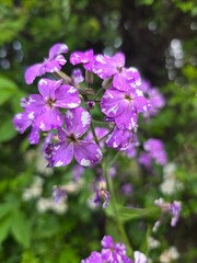 Obraz premium Purple flowers in the garden