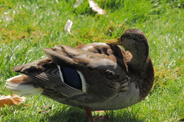 Two Wild Mallard Ducks Resting Peacefully on Lush Green Grass in Sunlight – Tranquil Nature Wildlife Scene – Close-Up of Ducks Relaxing Outdoors in Natural Habitat During Daytime