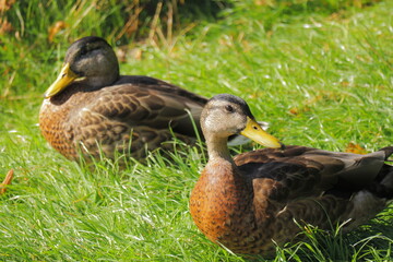 Two Wild Mallard Ducks Resting Peacefully on Lush Green Grass in Sunlight – Tranquil Nature Wildlife Scene – Close-Up of Ducks Relaxing Outdoors in Natural Habitat During Daytime
