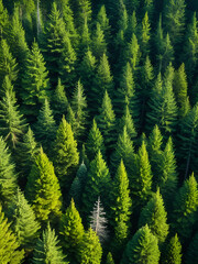 Fototapeta premium Healthy green trees in a forest of old spruce, fir and pine