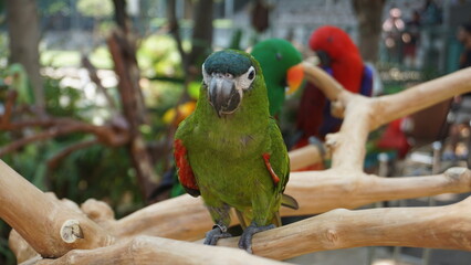 Close-up of a vibrant green parrot with a red beak perched on a branch, looking inquisitively at the camera in a natural environment.