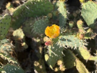 Cactus in Bloom: Striking desert cactus in full bloom, showcasing the resilience and beauty of nature in arid landscapes.