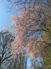 Tree in spring