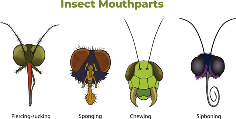 illustration of Insect Mouthparts types