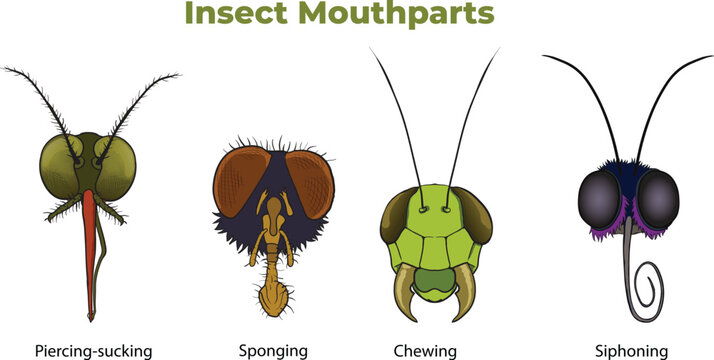 illustration of Insect Mouthparts types