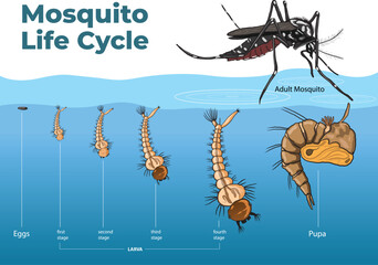 illustration of Mosquito Life Cycle Diagram