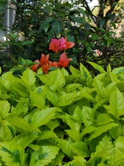 Bunch of bougainvilleas with green petals in the city,Manojo de buganvillas con pétalos verdes en...