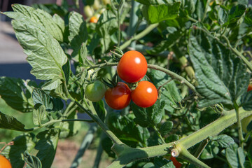 家庭菜園のミニトマト