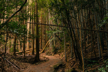 A narrow path with green bamboo trees on both sides