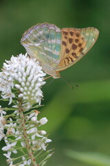 【ミドリヒョウモン】