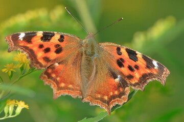 【エルタテハ】