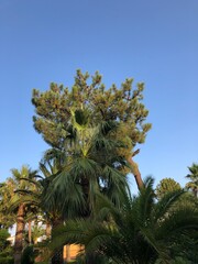 Palm trees in the park