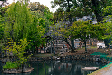 Obraz premium Japan, Nara - 2 may 2025 Nara Park