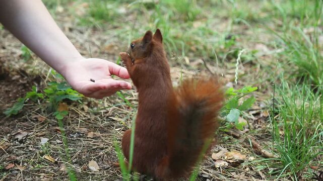 A curious red protein stands on the hind legs and reaches up to the human hand to receive food showing natural behavior. Feeding playful squirrels in the park.