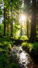 Obraz premium Sunny forest stream (1)