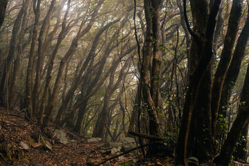 A path through the forest on Shikoku Island, Japan