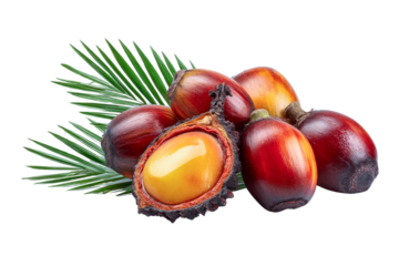 palm fruits and leaf, isolated
