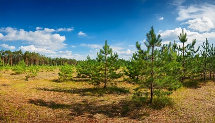young pine forest blue sky
