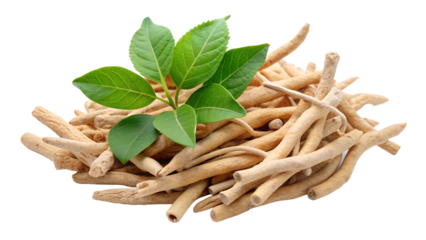 A pile of ashwagandha roots and leaves isolated on transparent background represents natural medicine and ayurvedic healing