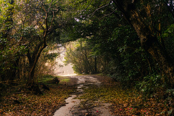 A path through the forest on Shikoku Island, Japan