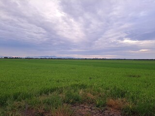 Green Paddy Field Under Cloudy Sky