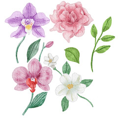 Orchid Watercolor Flower and Leaves