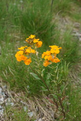 Western Wallflower (Erysimum capitatum) in bloom &ndash; River District, Vancouver

