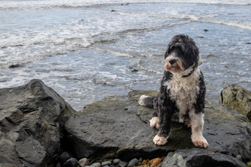 Cute dog sitting on a rock on the coast