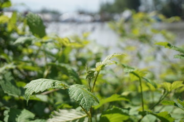 Lush greenery with Fraser River view – River District, South Vancouver

