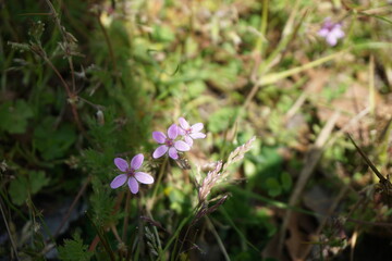 Erodium cicutarium wildflowers – River District, South Vancouver