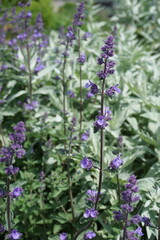 Purple salvia flowers in bloom – River District, South Vancouver

